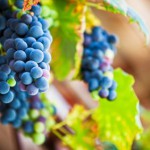 Why visit croatia in autumn - Croatian Villas